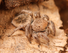 Habronattus festus