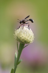 Physocephala floridana