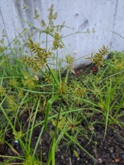 Cyperus microiria