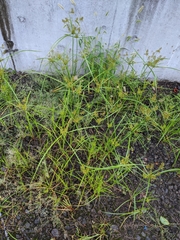 Cyperus microiria