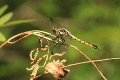 Libellula axilena