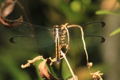 Libellula axilena
