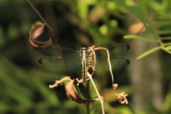 Libellula axilena