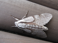 Sphinx morio arestus