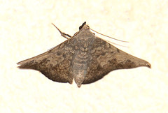 Drepanoperas falcigera