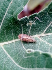 Xerophloea