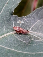 Xerophloea