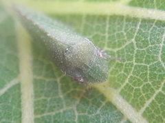 Xerophloea