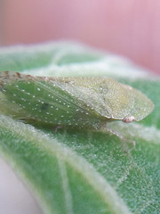Xerophloea