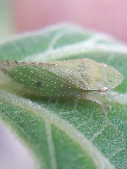 Xerophloea