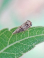 Agalliini