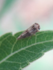 Agalliini