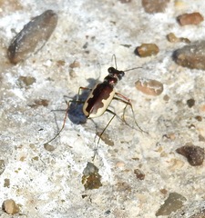 Eunota circumpicta