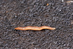 Argonemertes australiensis