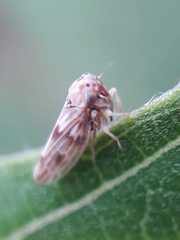 Agalliini