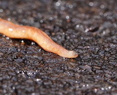 Argonemertes australiensis