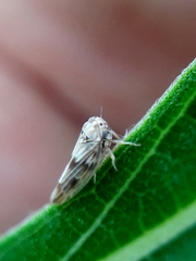Agalliini