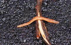Argonemertes australiensis