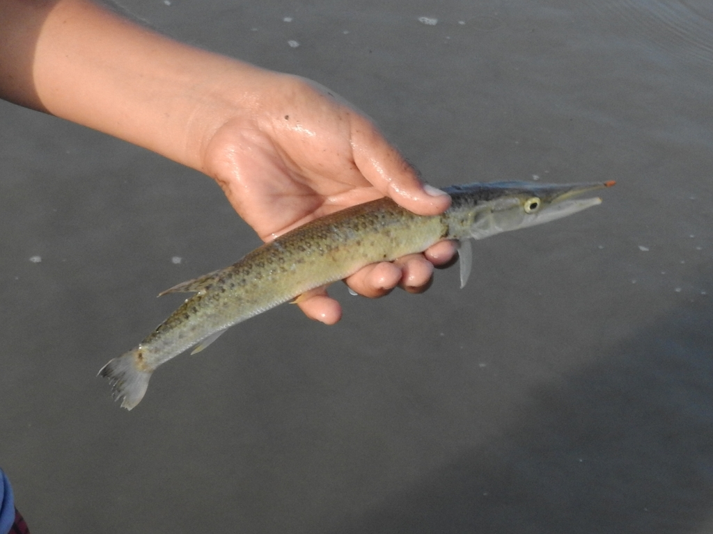 Spotted Pike-Characin