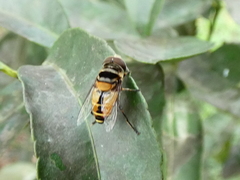 Palpada vinetorum