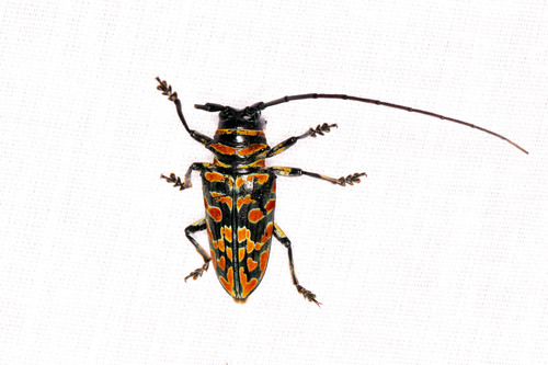 Jewel Longhorn Beetle
