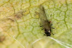 Aphis pomi