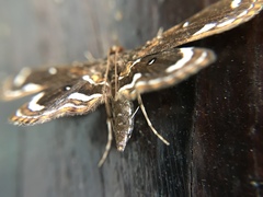 Cymoriza