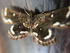 Cymoriza