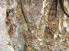 Lipophrys trigloides