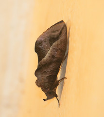Eudocima serpentifera