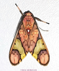 Neonerita dorsipuncta