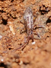 Paronellides
