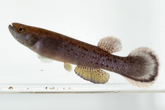 Cynodonichthys monikae