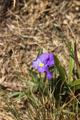 Viola calcarata