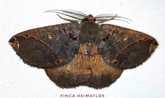 Perissopteryx commendata
