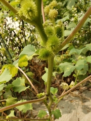 Xanthium strumarium
