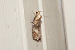 Cryptoptila immersana