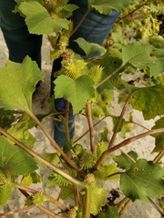 Xanthium strumarium