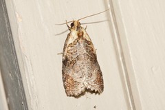 Cryptoptila immersana