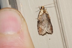 Cryptoptila immersana