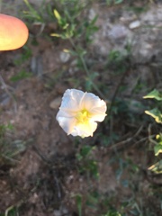 Acleisanthes