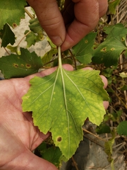 Xanthium strumarium