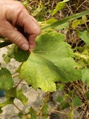 Xanthium strumarium
