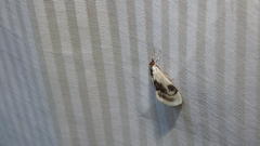 Cliniodes ostreonalis