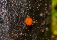 Cheilymenia raripila
