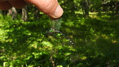Ophiogomphus anomalus