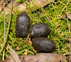 Cheilymenia raripila