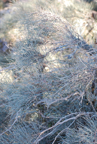 Ephedra nebrodensis, photograph 1