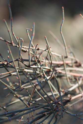 Ephedra nebrodensis, photograph 2