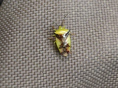 Elasmostethus atricornis